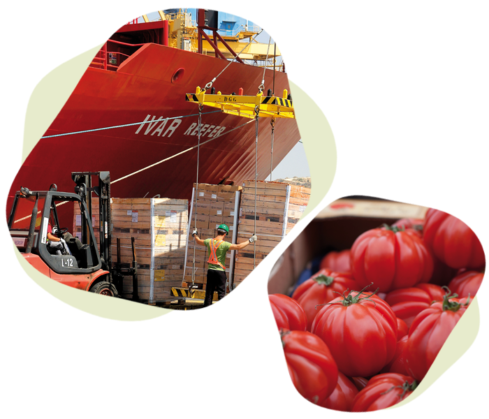 imagen de hortifruticolas , carga de tomates